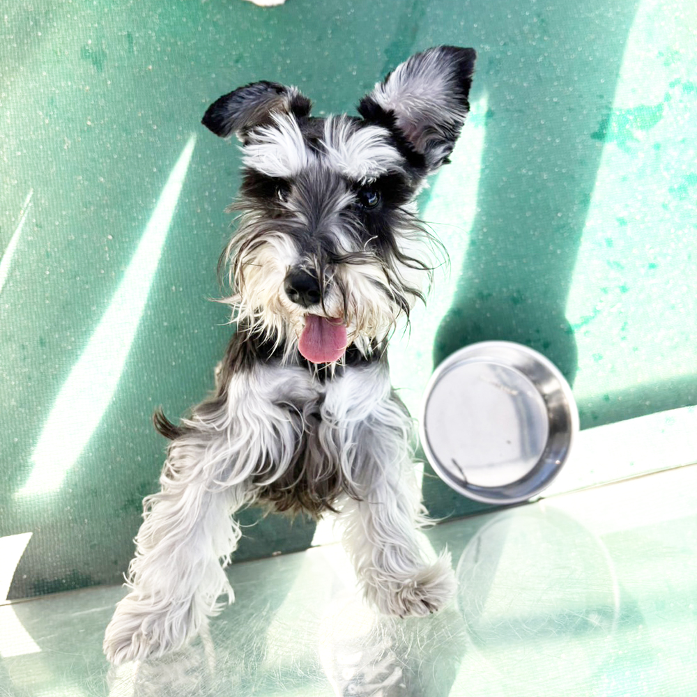 生徒が撮影したモデル犬写真①